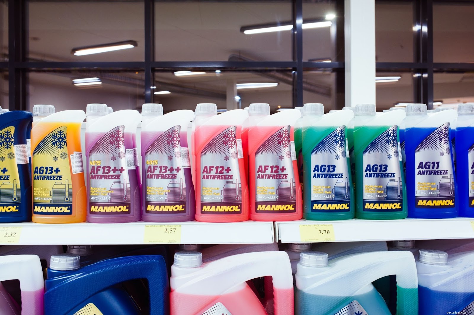 Antifreeze and Dogs: Protect Your Pet from This Lethal Poison