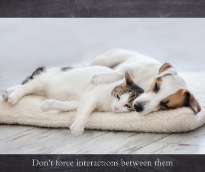 Proven Strategies to Make Your Cat and Dog Coexist Harmoniously