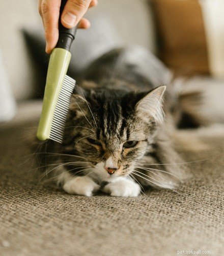 Proven Strategies to Make Your Cat and Dog Coexist Harmoniously