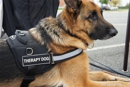Expert Guide: Proven Practices for Training Therapy Dogs