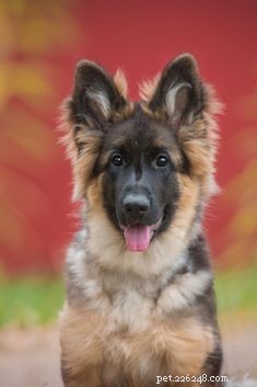 Are German Shepherd‑Husky Mixes Safe for Spicy Foods? A Vet‑Approved Guide.