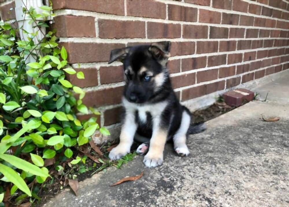 German Shepherd Husky Mix (Gerberian Shepsky): The Complete Owner’s Guide