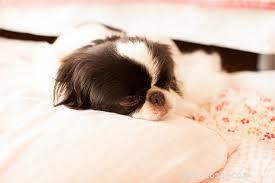 Japanese Chin Dog: 6 Fascinating Facts About This Beloved Toy Breed
