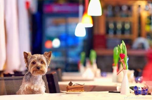 Celebrate Valentine’s Day: 9 Fun Ways to Enjoy the Day with Your Dog