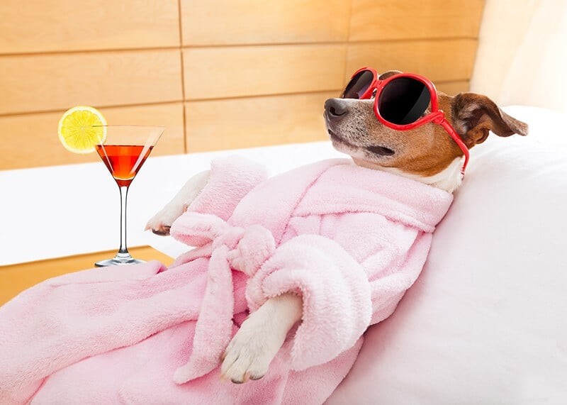 Celebrate Valentine’s Day: 9 Fun Ways to Enjoy the Day with Your Dog