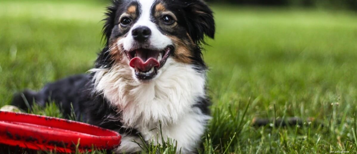 8 Essential Tips for Welcoming Your New Pet Home