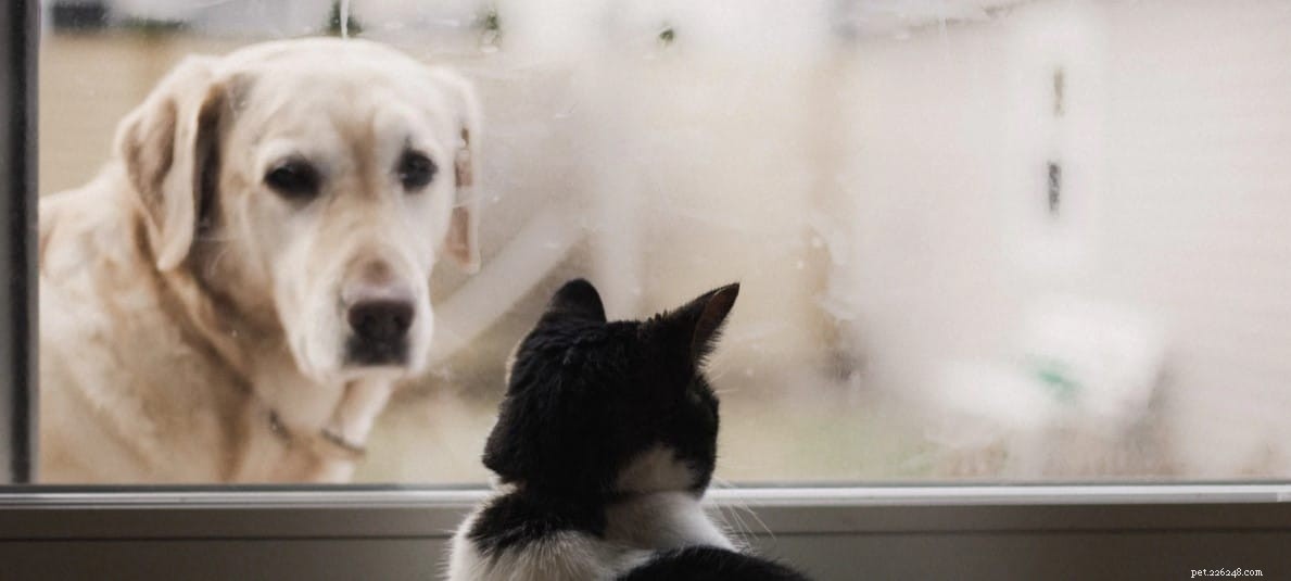 8 Essential Tips for Welcoming Your New Pet Home