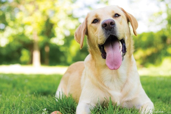 7 Most Loving Dog Breeds: The Friendly Companions You’ll Love