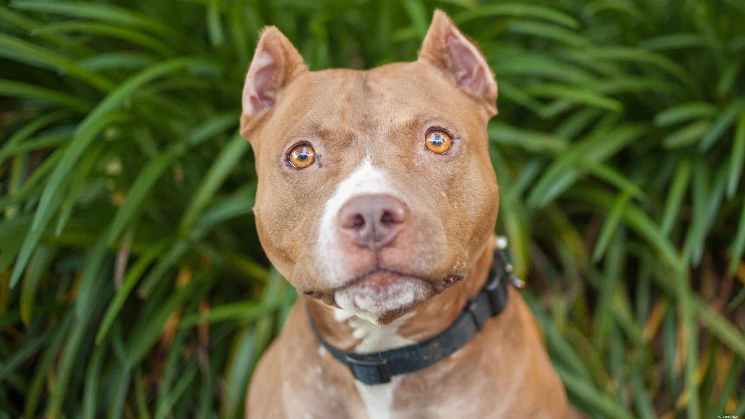 7 Most Loving Dog Breeds: The Friendly Companions You’ll Love