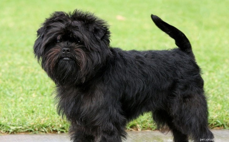 7 Most Loving Dog Breeds: The Friendly Companions You’ll Love