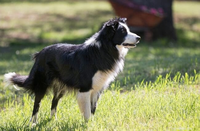 7 Most Loving Dog Breeds: The Friendly Companions You’ll Love