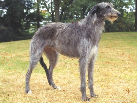 7 Most Loving Dog Breeds: The Friendly Companions You’ll Love
