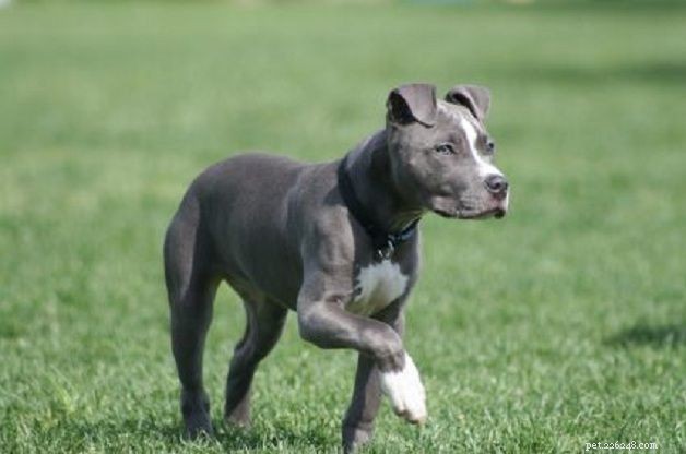 7 Most Loving Dog Breeds: The Friendly Companions You’ll Love