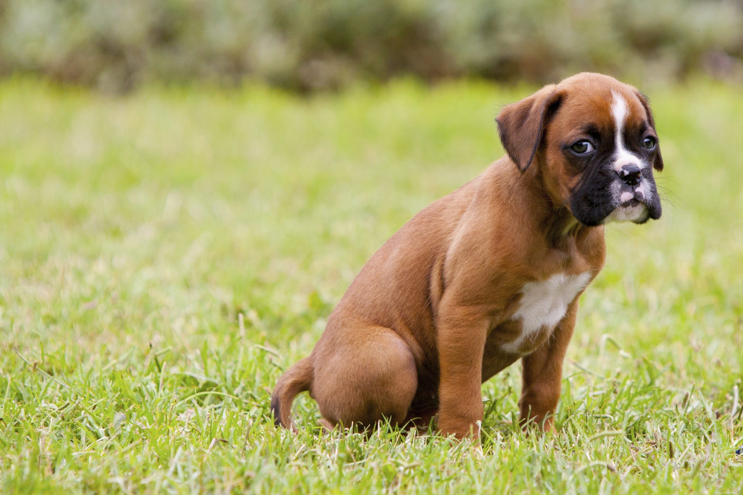 7 Most Loving Dog Breeds: The Friendly Companions You’ll Love
