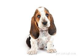 11 Low-Maintenance Dog Breeds for Relaxed Homeowners