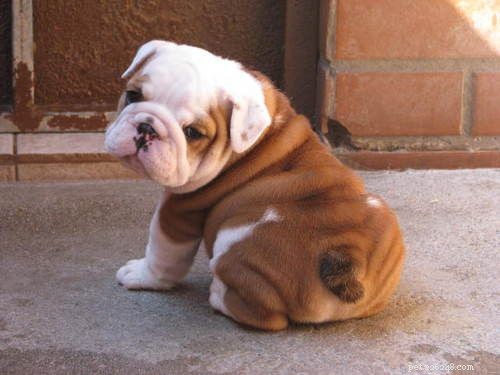 11 Low-Maintenance Dog Breeds for Relaxed Homeowners