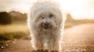 11 Low-Maintenance Dog Breeds for Relaxed Homeowners
