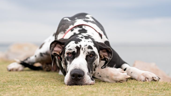 11 Low-Maintenance Dog Breeds for Relaxed Homeowners