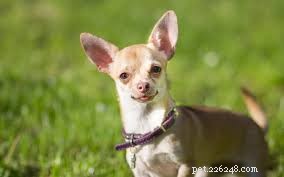 11 Low-Maintenance Dog Breeds for Relaxed Homeowners