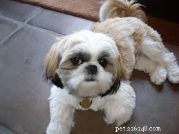 11 Low-Maintenance Dog Breeds for Relaxed Homeowners