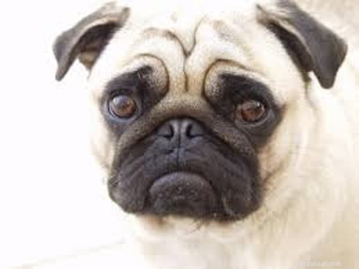 11 Low-Maintenance Dog Breeds for Relaxed Homeowners