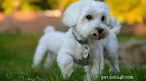 11 Low-Maintenance Dog Breeds for Relaxed Homeowners
