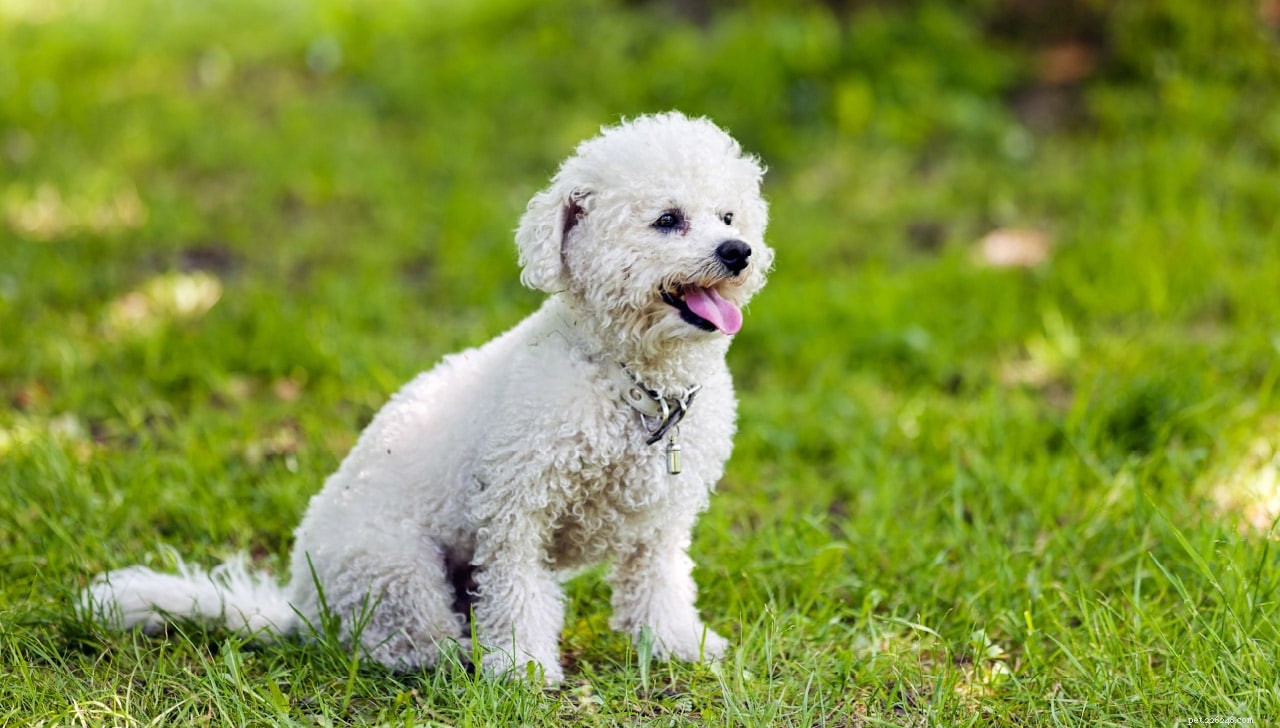 11 Low-Maintenance Dog Breeds for Relaxed Homeowners