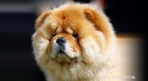 11 Low-Maintenance Dog Breeds for Relaxed Homeowners