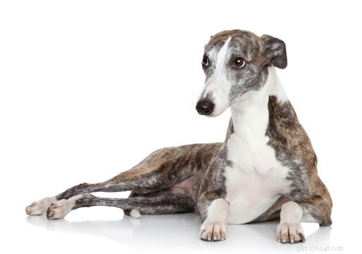 11 Low‑Energy Dog Breeds Perfect for Apartment Living