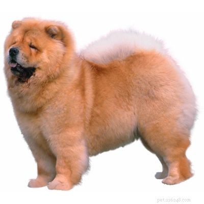 11 Low‑Energy Dog Breeds Perfect for Apartment Living