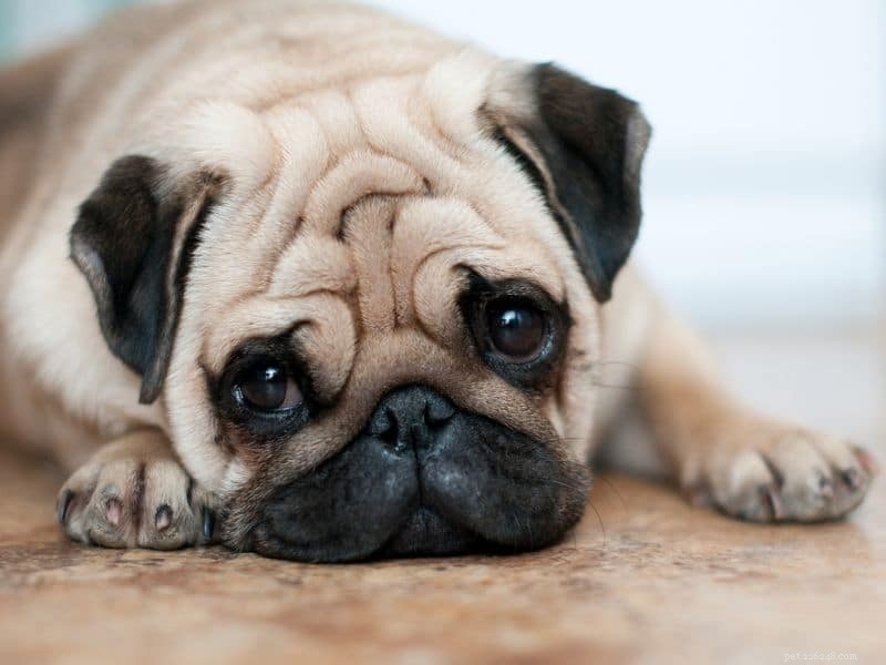 11 Low‑Energy Dog Breeds Perfect for Apartment Living