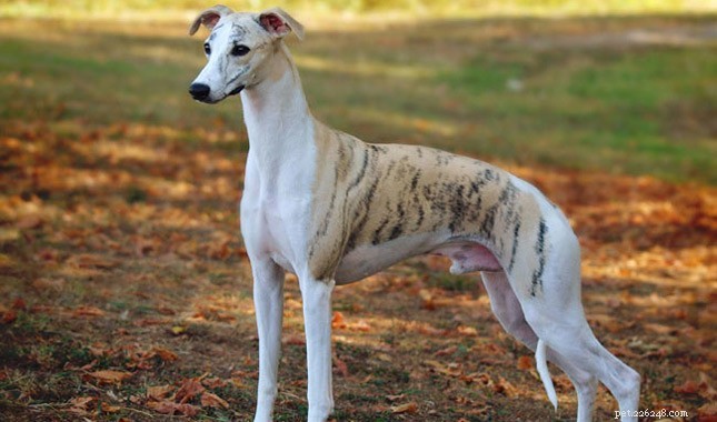 11 Low‑Energy Dog Breeds Perfect for Apartment Living