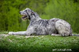 11 Low‑Energy Dog Breeds Perfect for Apartment Living