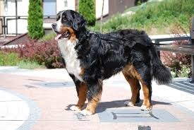 11 Low‑Energy Dog Breeds Perfect for Apartment Living