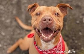 Pitbull‑Husky Mix: Key Characteristics & Care Guide