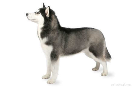 Pitbull‑Husky Mix: Key Characteristics & Care Guide