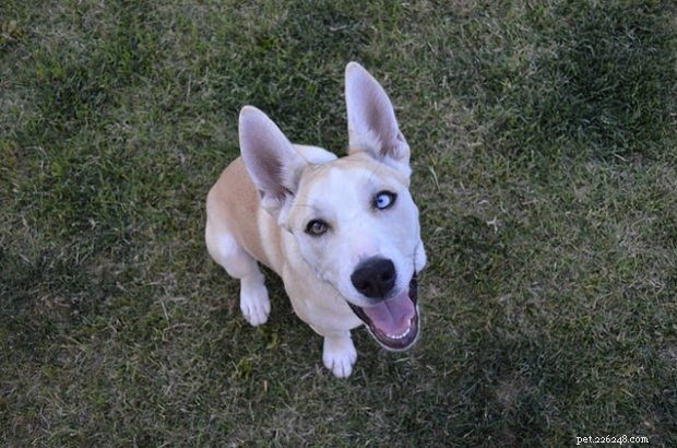 Pitbull‑Husky Mix: Key Characteristics & Care Guide