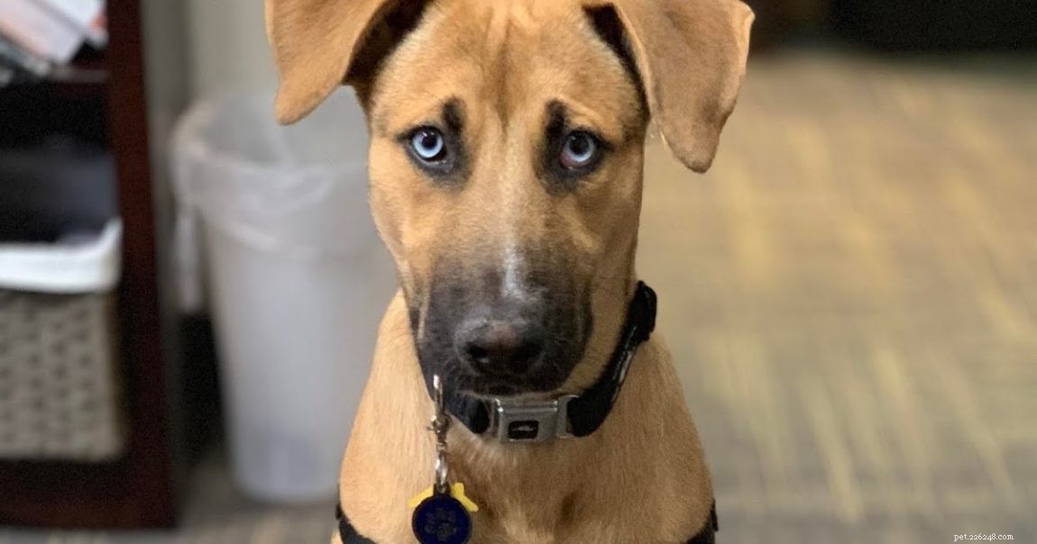 Great Dane‑Siberian Husky Mix: Traits, Temperament & Family Suitability