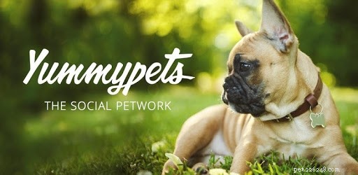 Top 5 Social Platforms Every Pet Lover Should Explore
