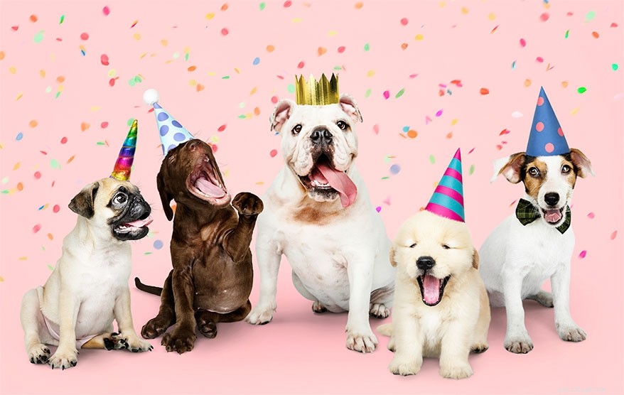 2021 Pet Events Guide: Top Celebrations & Upcoming Activities
