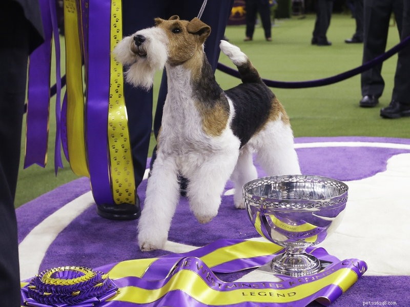 2021 Pet Events Guide: Top Celebrations & Upcoming Activities