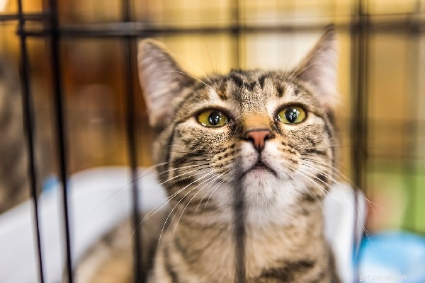 Expert Guide: FAQs on Outdoor Cat Shelters – What You Need to Know