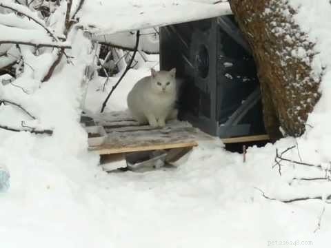 Expert Guide: FAQs on Outdoor Cat Shelters – What You Need to Know