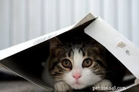 Expert Guide: FAQs on Outdoor Cat Shelters – What You Need to Know