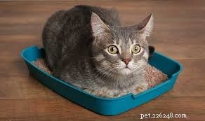 Crystal vs. Non-Clumping Cat Litter: Choosing the Best Natural Option