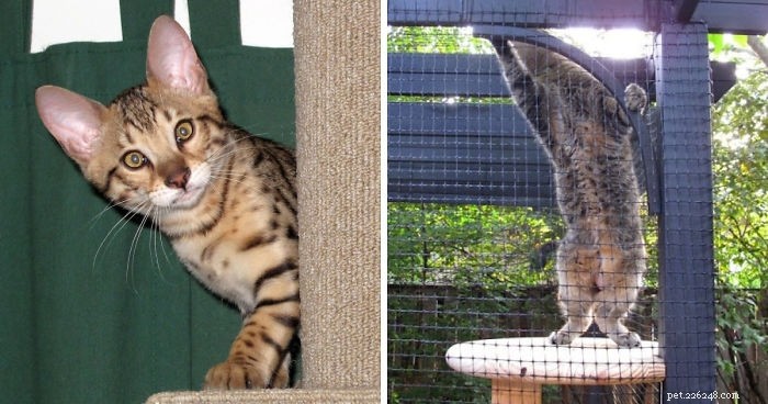 Is It Safe to Let Your Bengal Cat Outside Without a Shelter? Expert Guidance & Risks
