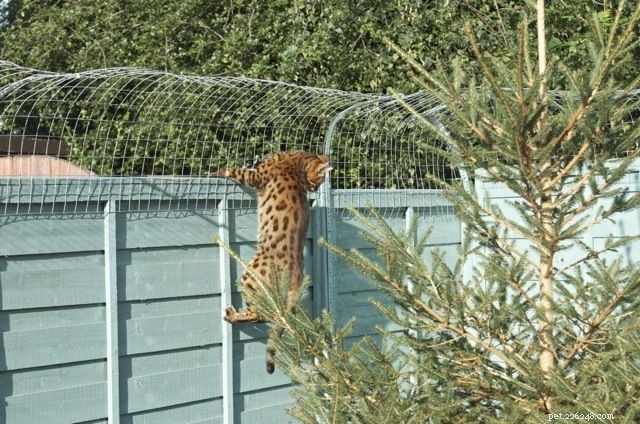 Is It Safe to Let Your Bengal Cat Outside Without a Shelter? Expert Guidance & Risks