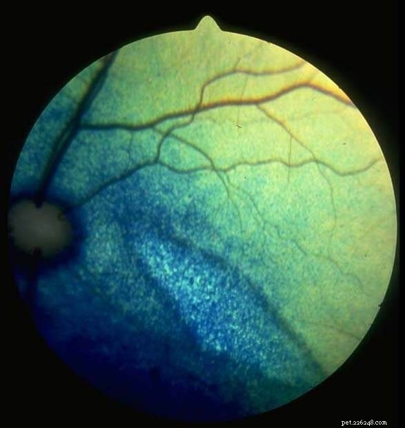 Sudden Blindness in Cats: How Untreated Eye Infections Lead to Vision Loss