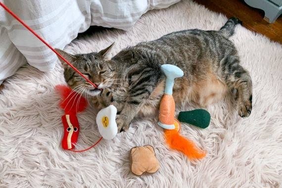 Find the Perfect Cat Subscription Box for Endless Variety & Joy
