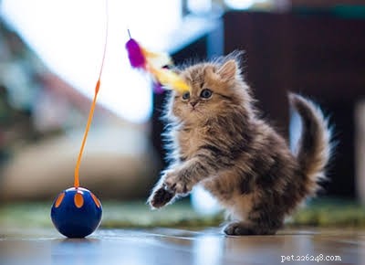 Find the Perfect Cat Subscription Box for Endless Variety & Joy